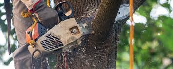 Best Commercial Tree Services  in Millwood, WA